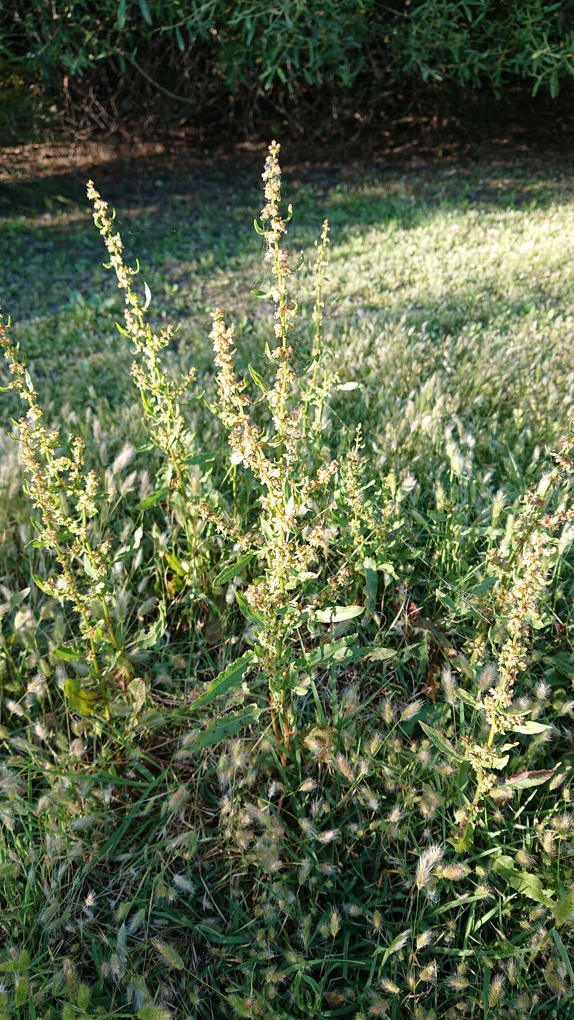 Rumex papillaris Boiss. & Reuter的圖片