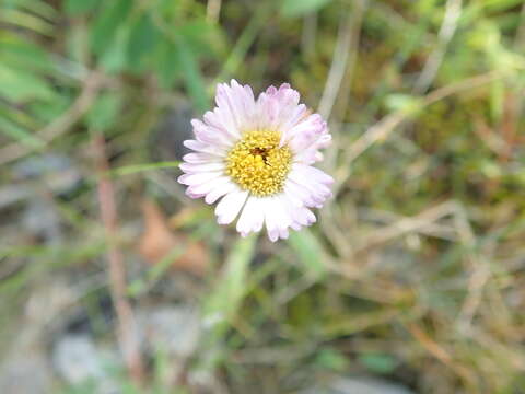 Image of streamside fleabane