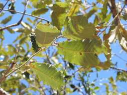 صورة Quercus peduncularis Née