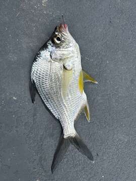 Image of Broad shad