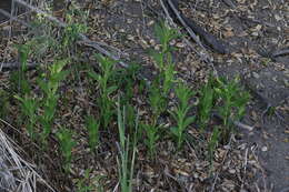 Image of Stream orchid