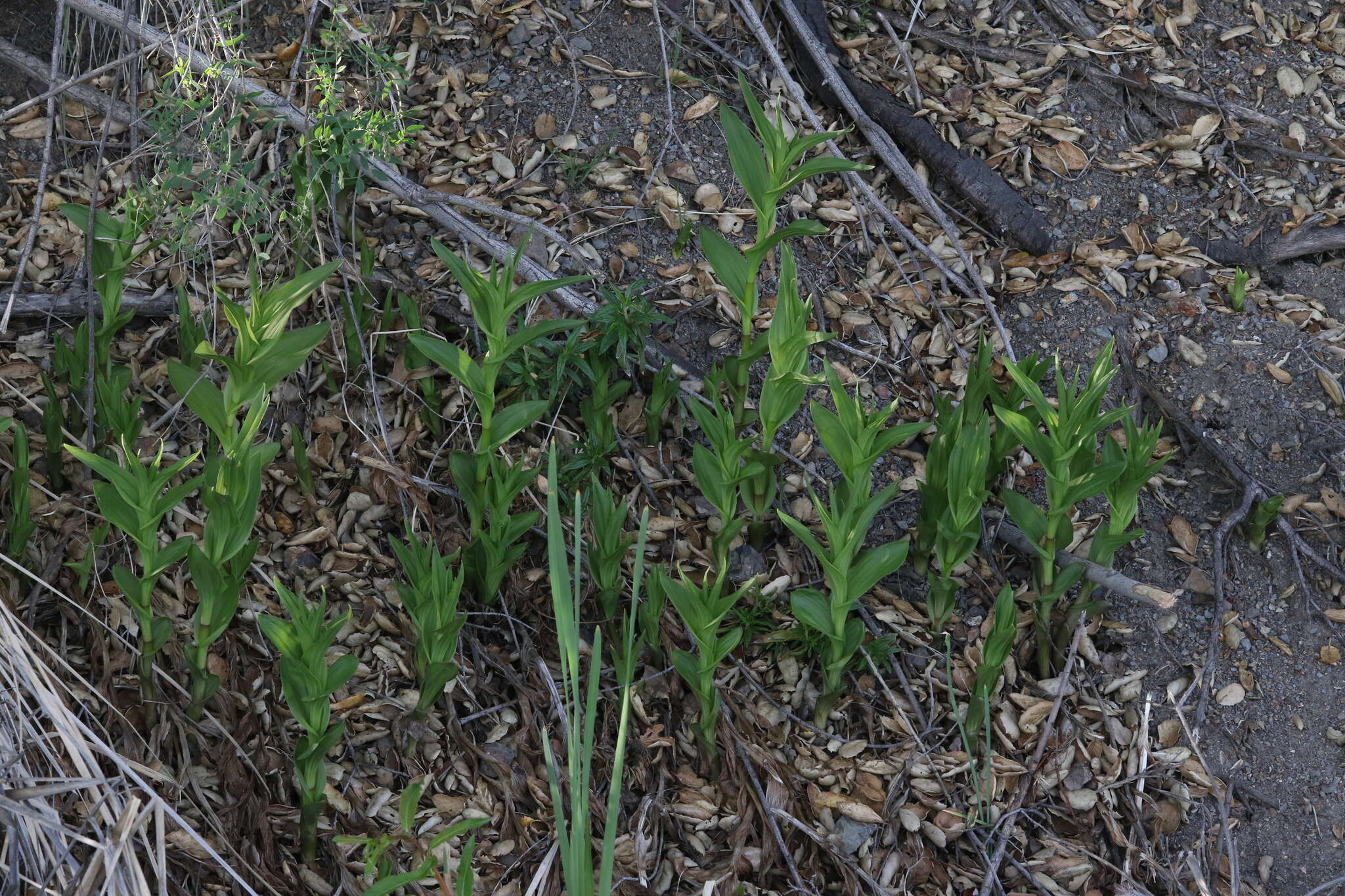 Image of Stream orchid