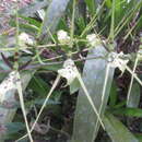 Plancia ëd Brassia gireoudiana Rchb. fil. & Warsz.