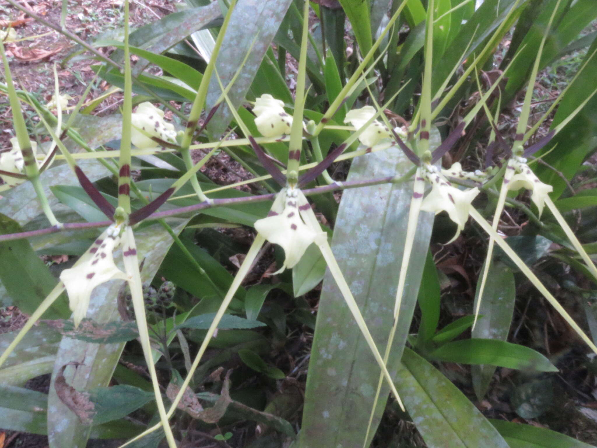 Brassia gireoudiana Rchb. fil. & Warsz. resmi