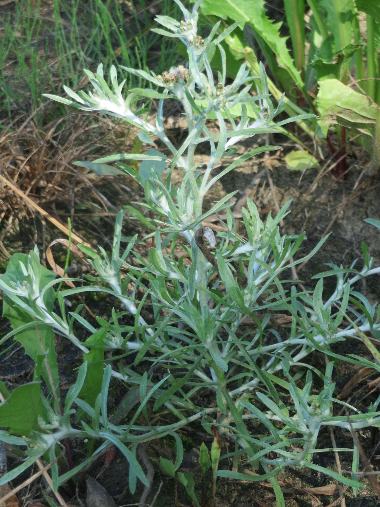 Image of Low cudweed