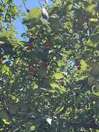 Image of Cherry Plum