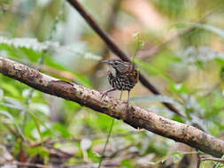 Plancia ëd Ptilocichla mindanensis (Blasius & W 1890)