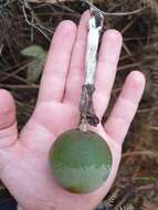 Image of Passiflora pinnatistipula Cav.