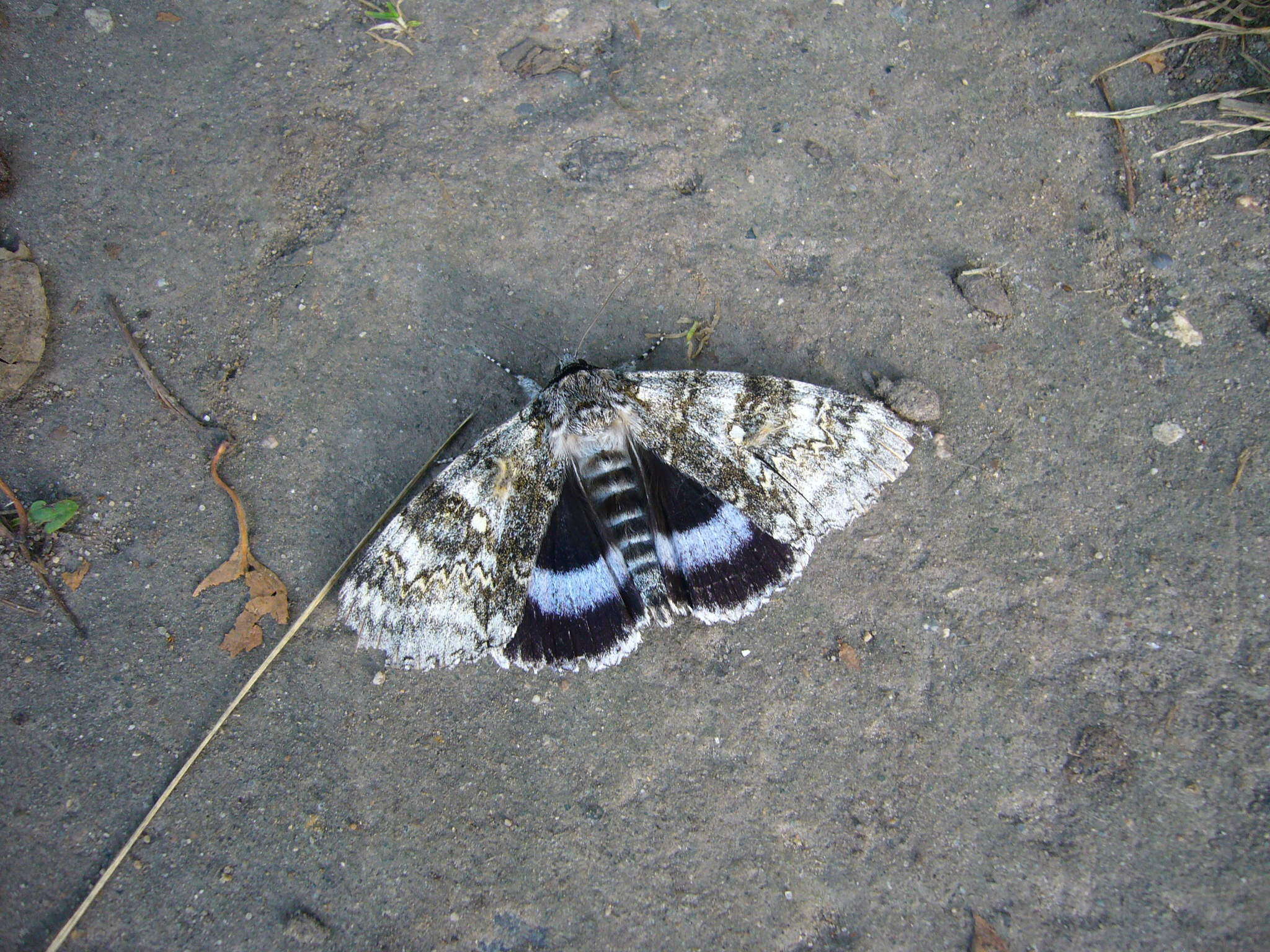 Image of clifden nonpareil