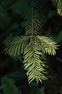 Image de Abies durangensis Martínez