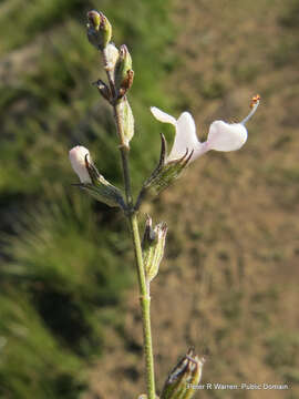 صورة Syncolostemon parviflorus E. Mey. ex Benth.