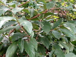 Image of Malayan Ringneck