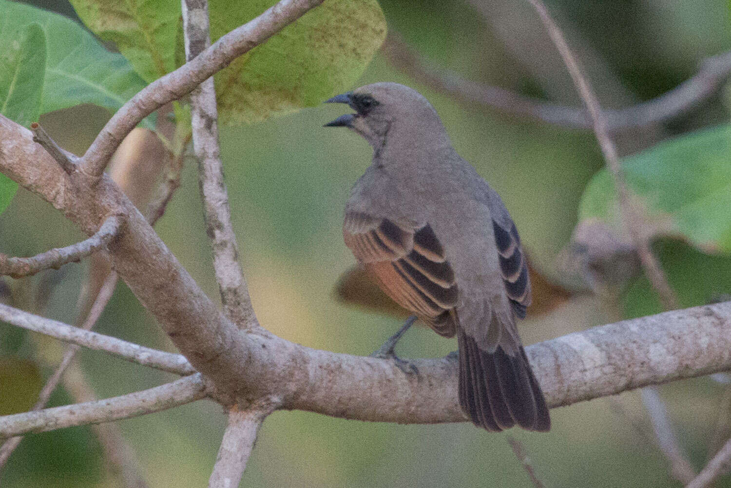 Image of Agelaioides Cassin 1866