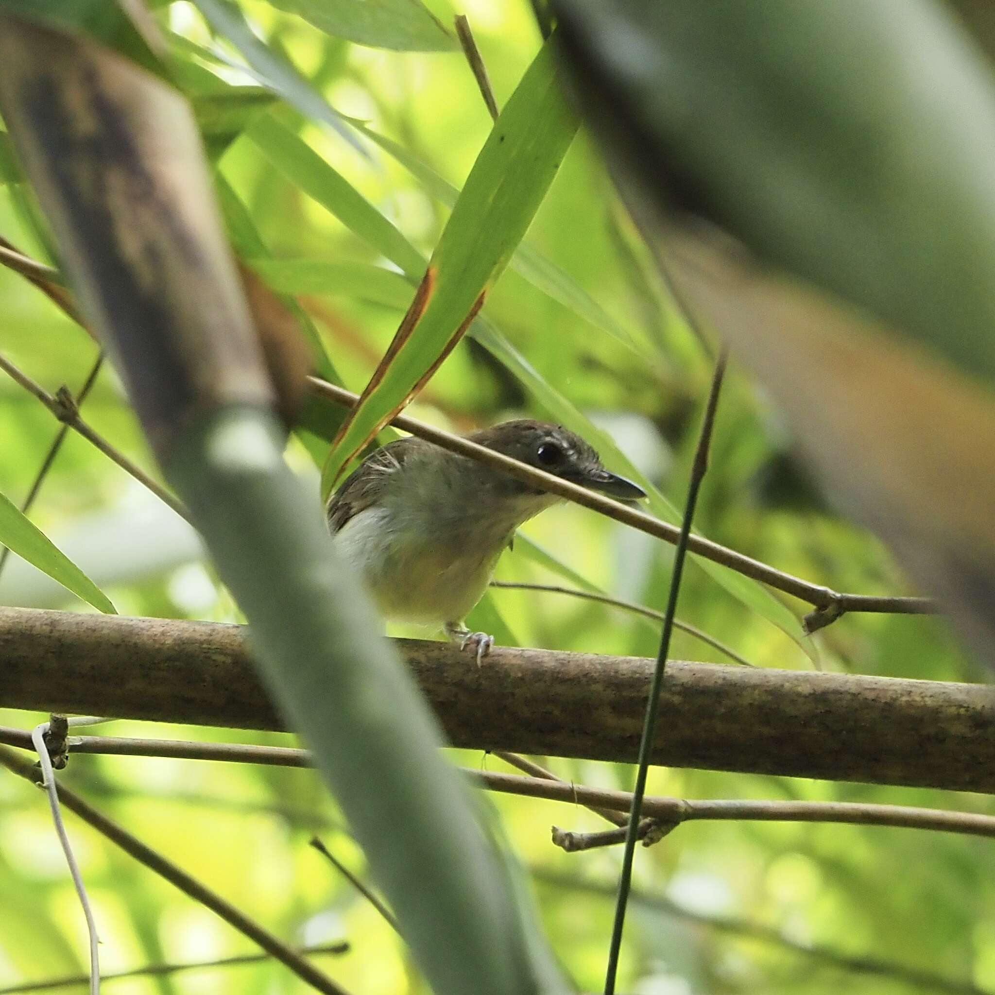 Image of Moustached Babbler