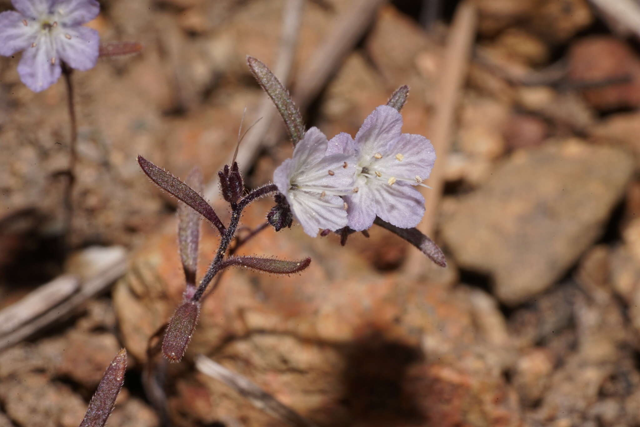 Image de Phacelia pringlei A. Gray