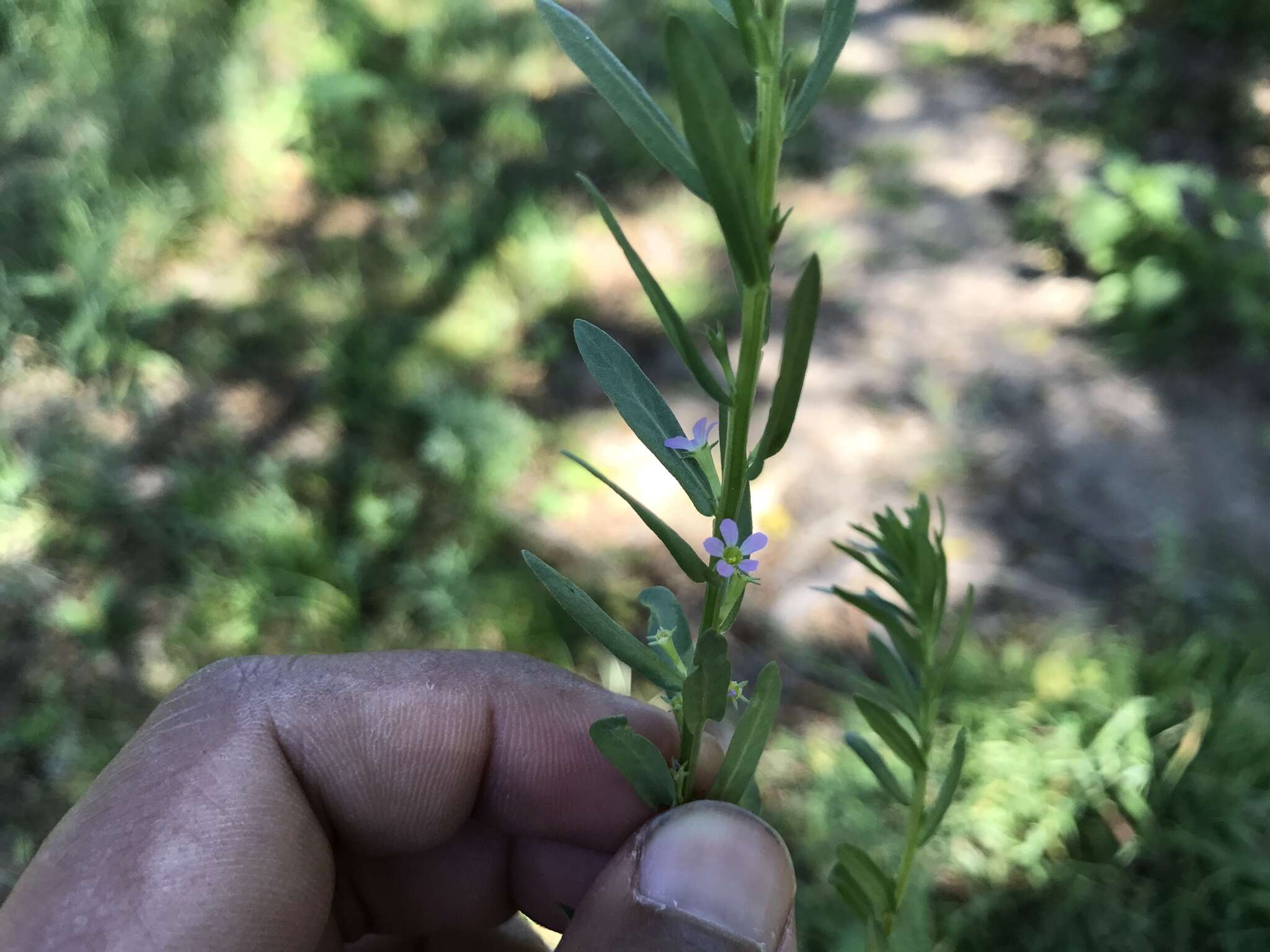 Image de Lythrum à Feuilles d'Hysope