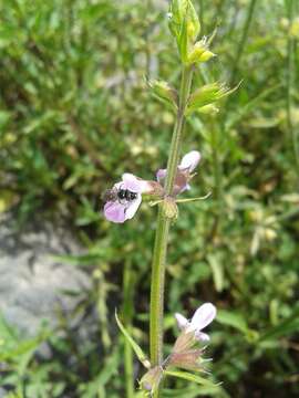 Слика од Stachys aristata Greenm.