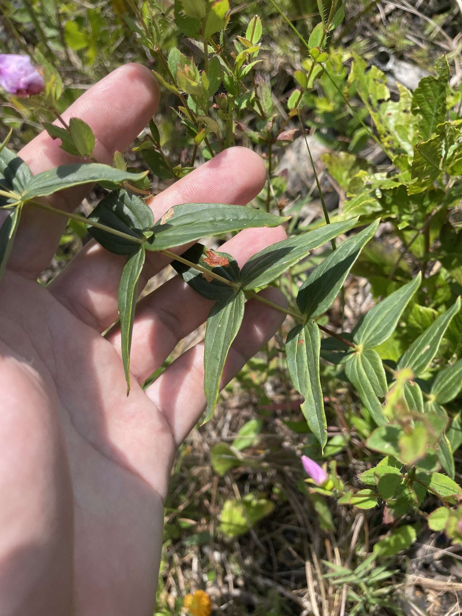 Lysimachia asperulifolia Poir.的圖片