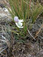 Image of Gentianella corymbosa (Kunth) Weaver & Rudenberg