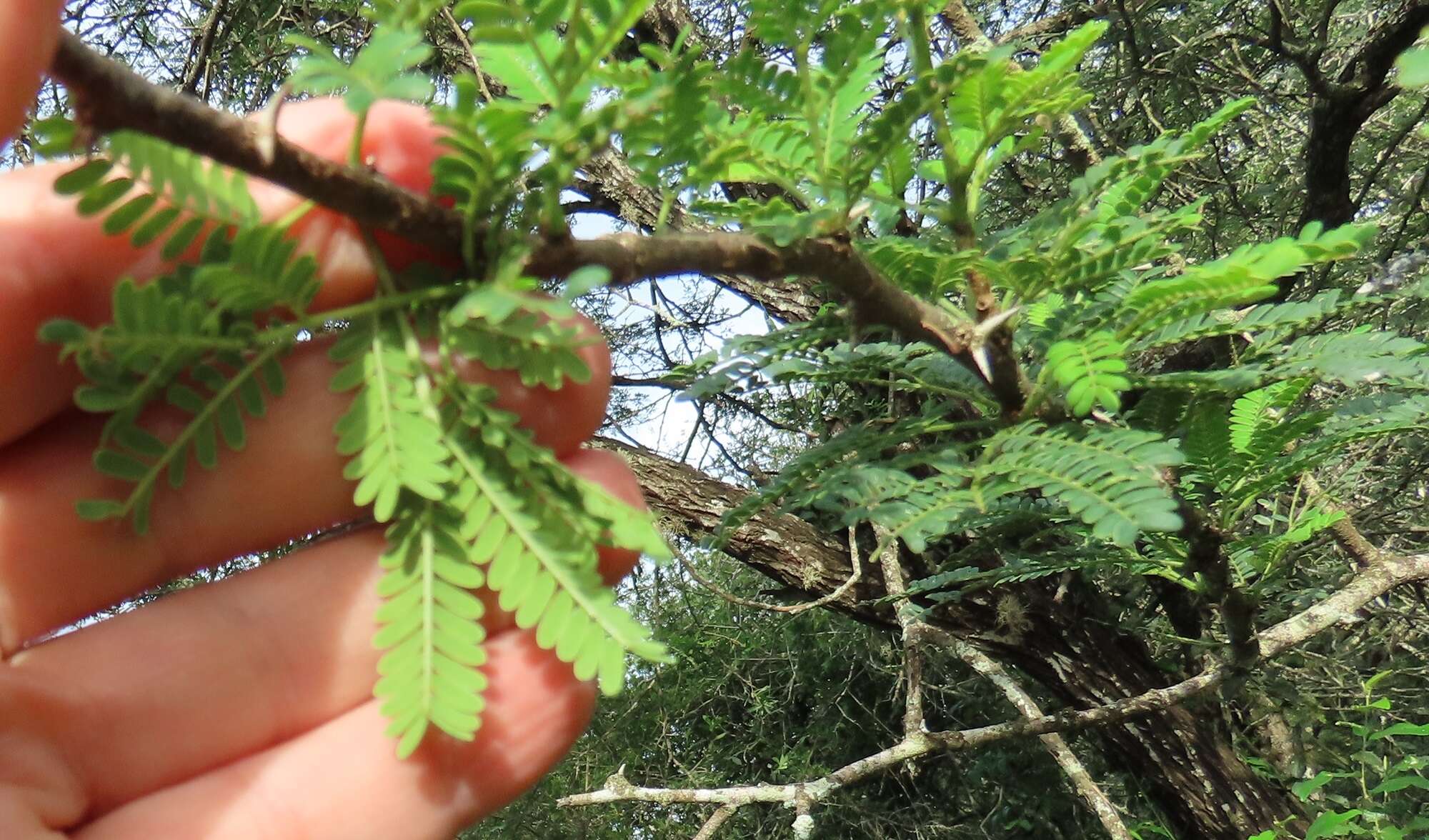 Vachellia grandicornuta (Gerstner) Seigler & Ebinger resmi