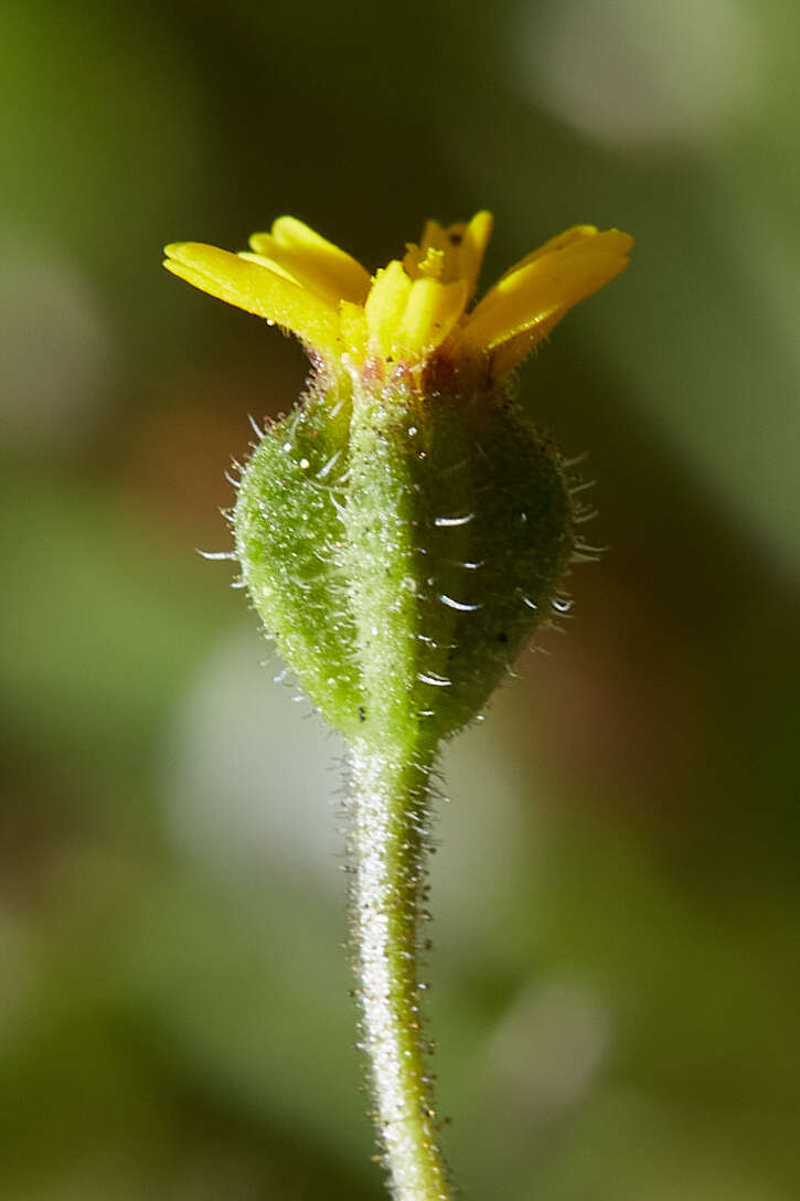 Image of Yosemite tarweed