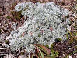 Image of Leptinella albida (D. Lloyd) D. G. Lloyd & C. J. Webb