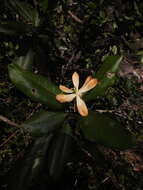 Image de Magnolia pacifica subsp. pacifica