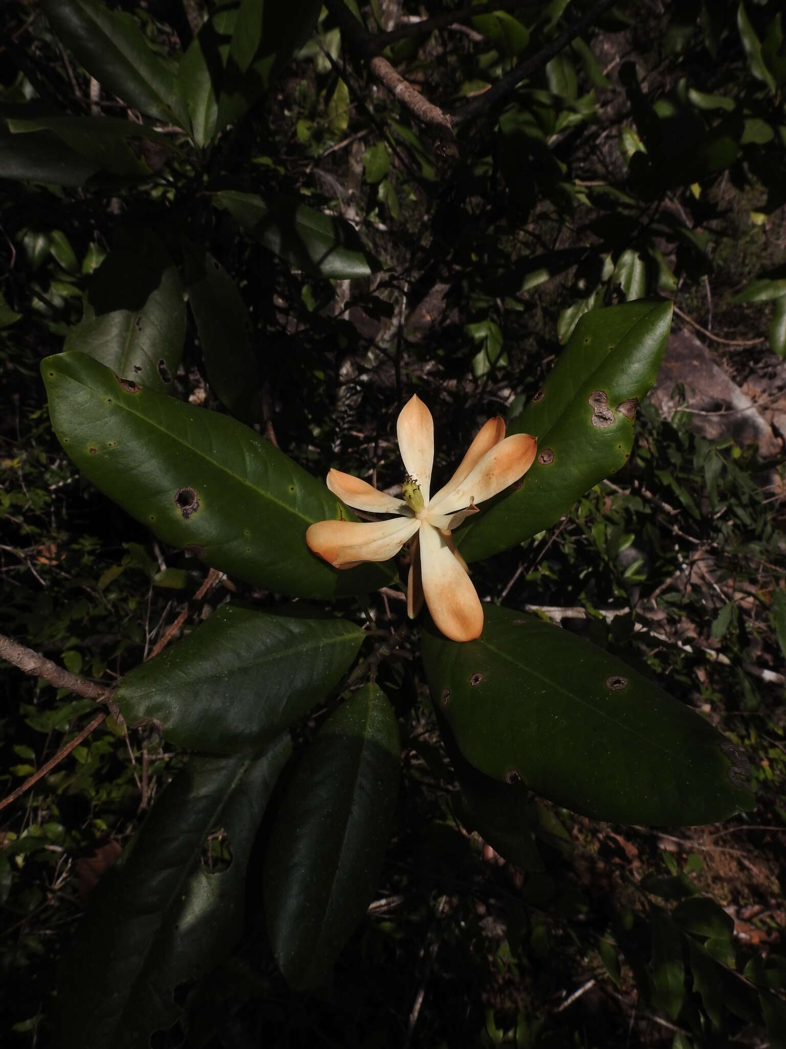 Image of Magnolia pacifica subsp. pacifica