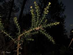 Image de Ulex micranthus Lange