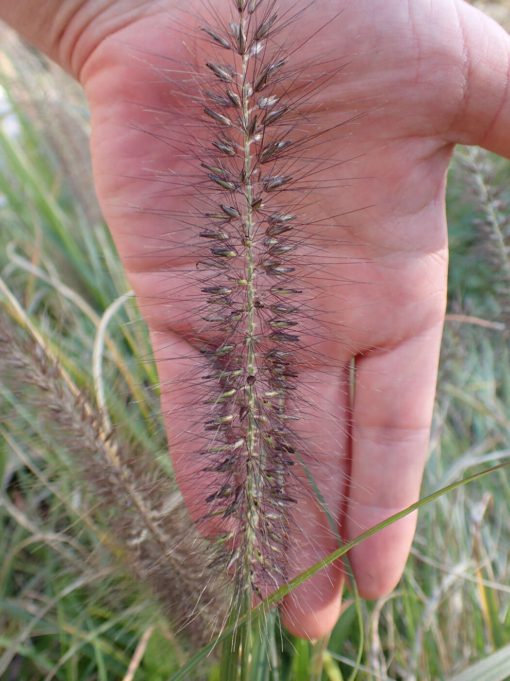 Sivun Cenchrus alopecuroides (L.) Thunb. kuva