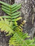 Imagem de Pteris vittata L.