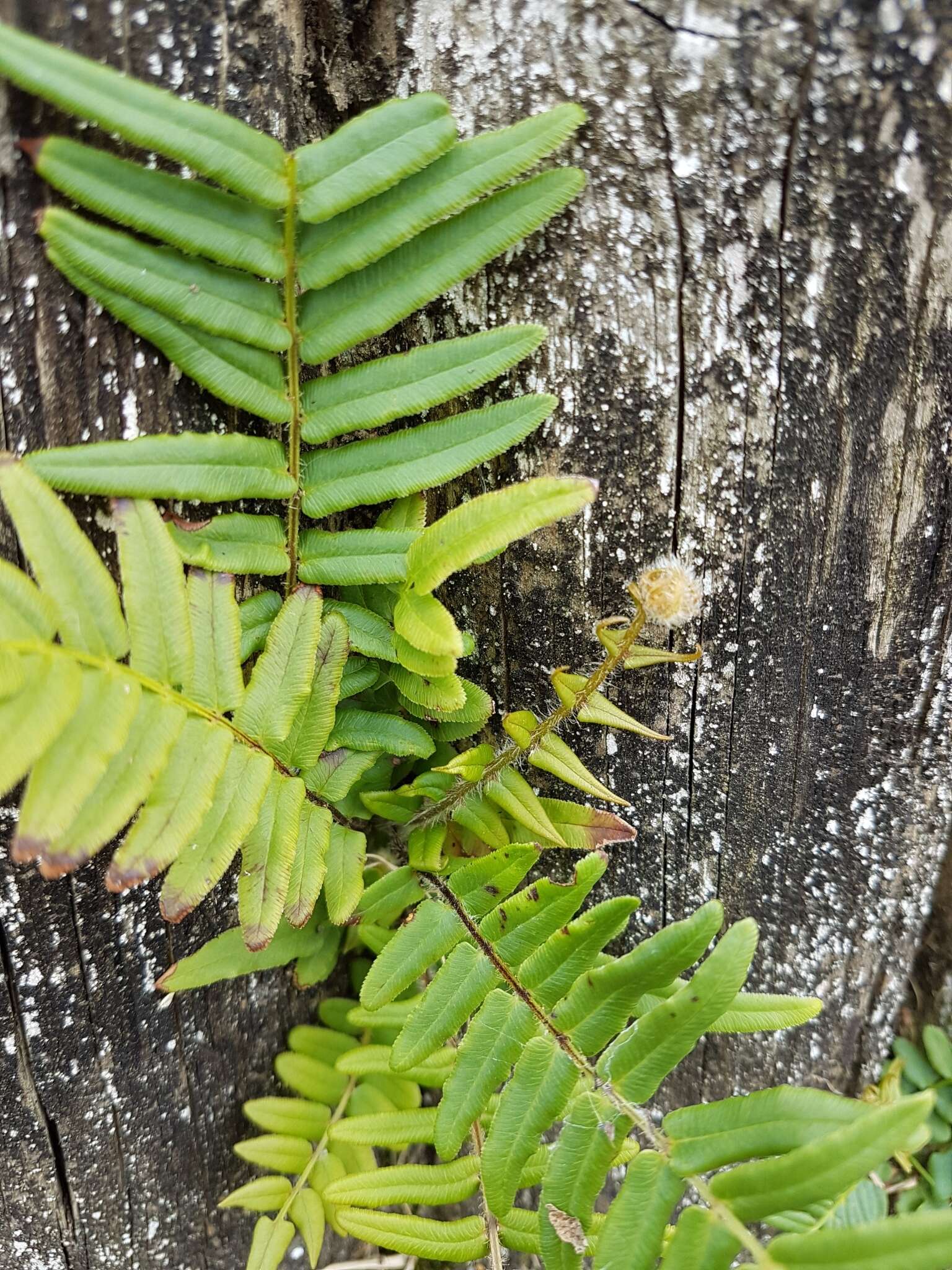 Слика од Pteris vittata L.