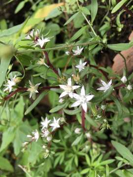 Image of Sedum jaliscanum S. Wats.