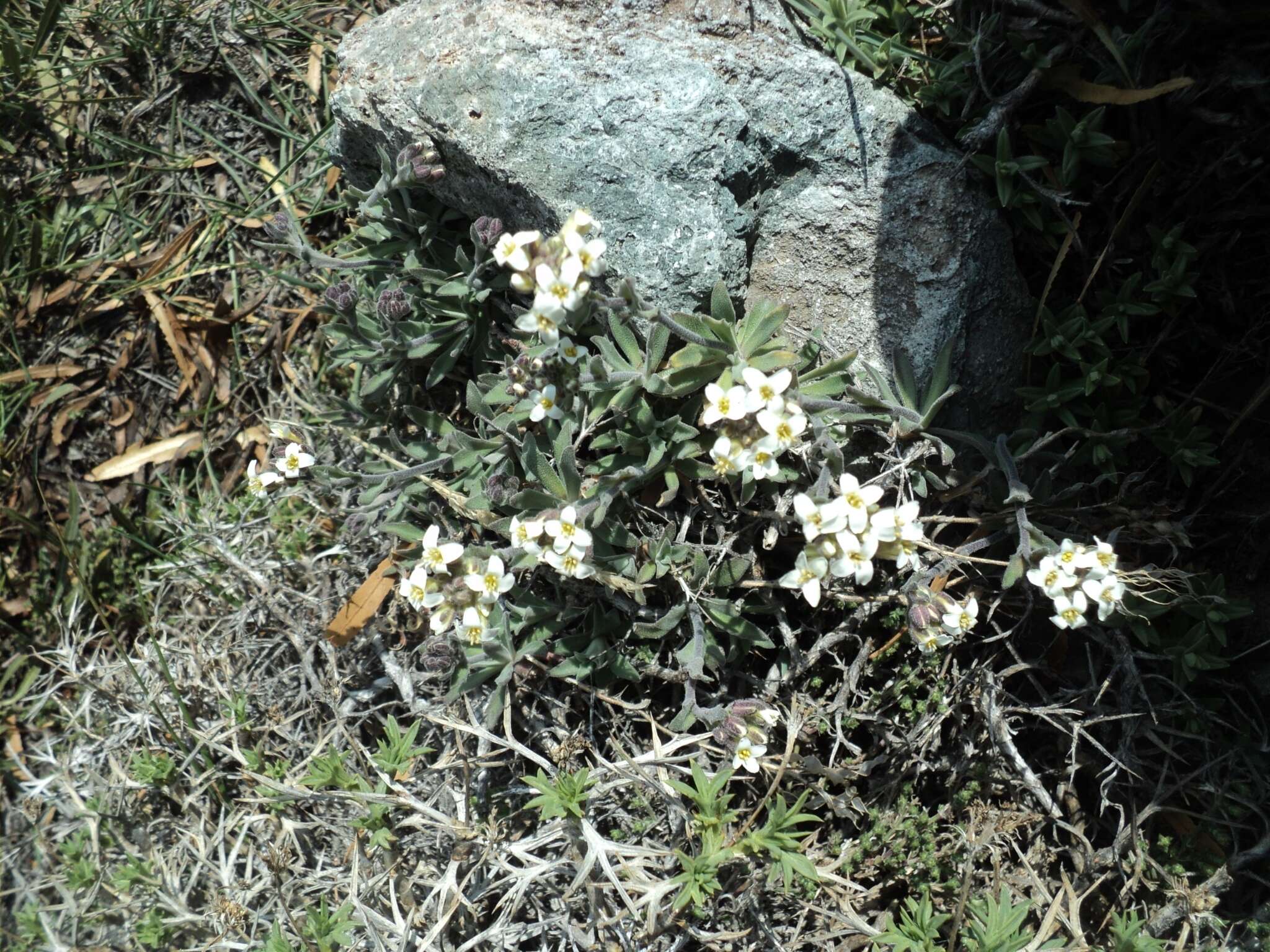 Image of Draba gilliesii Hook. & Arn.