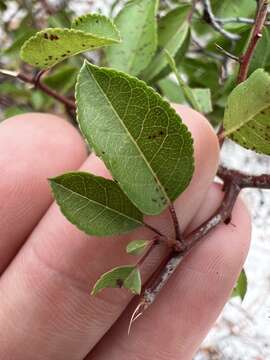 Image of scrub plum