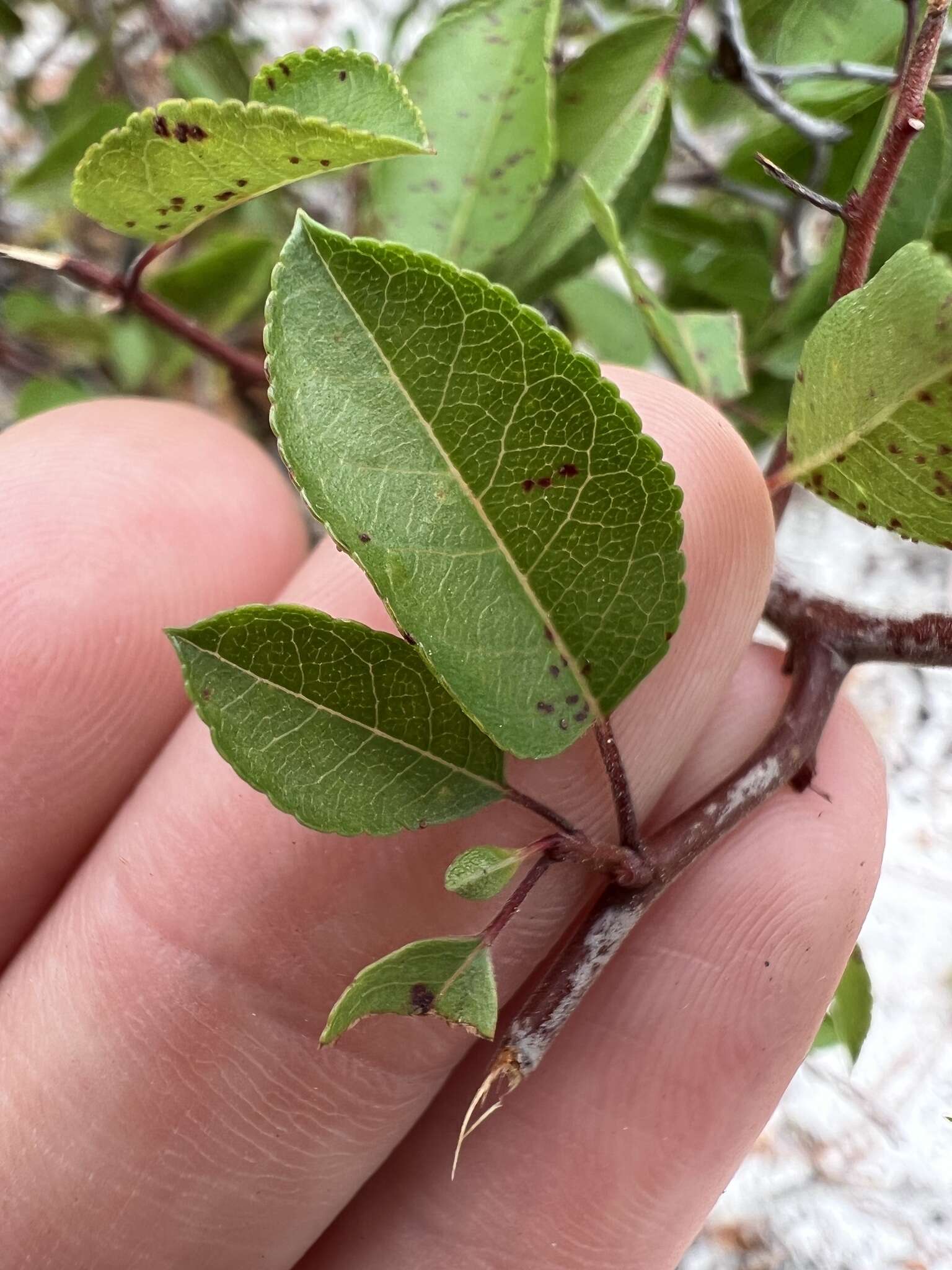 صورة Prunus geniculata Harper