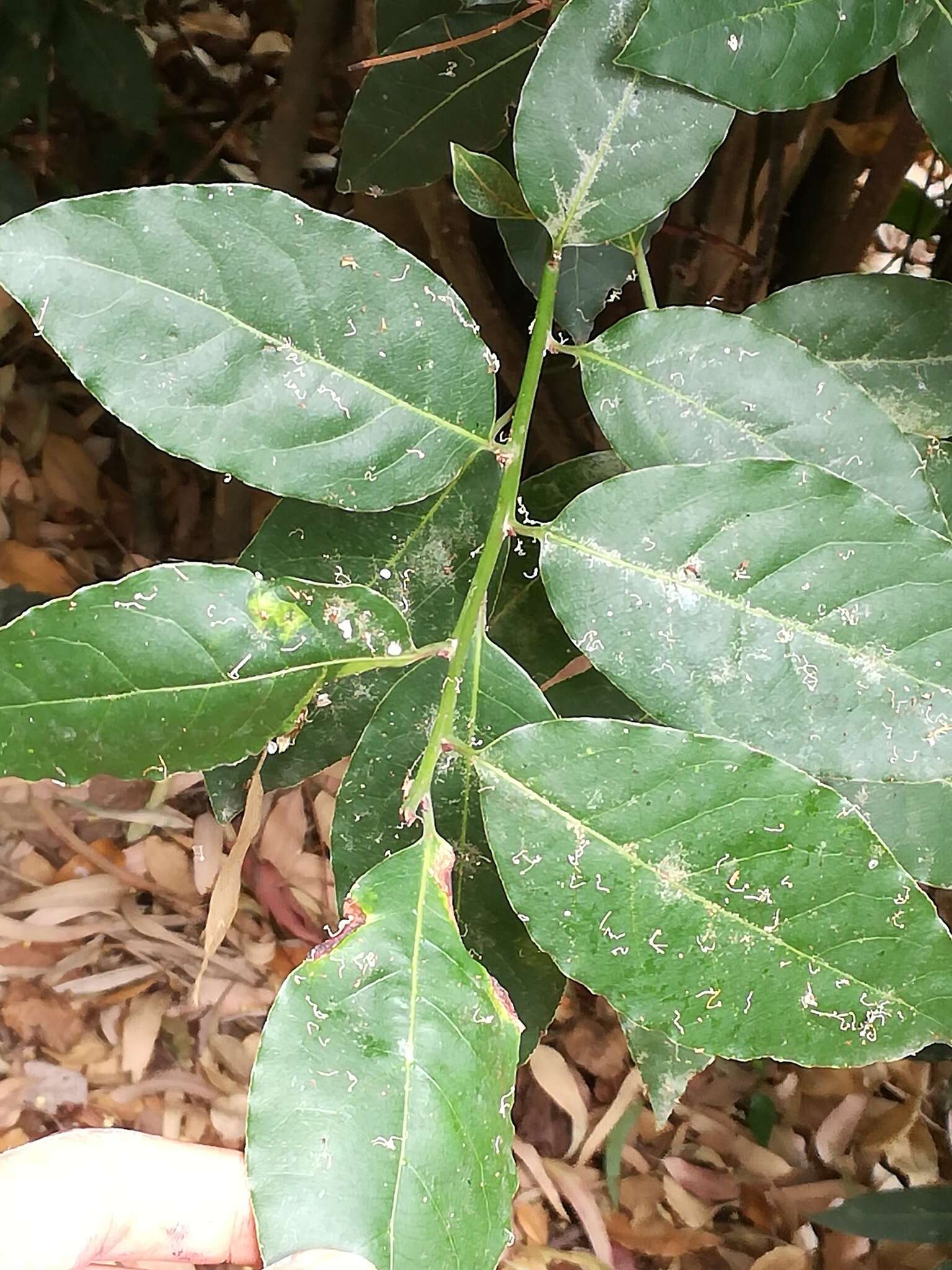 Image of laurel