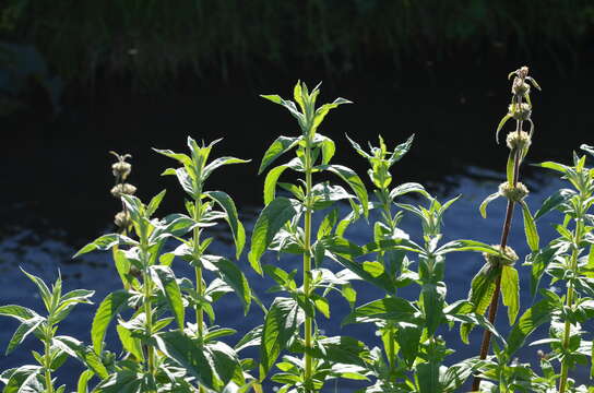 Image of Mentha longifolia var. asiatica (Boriss.) Rech. fil.