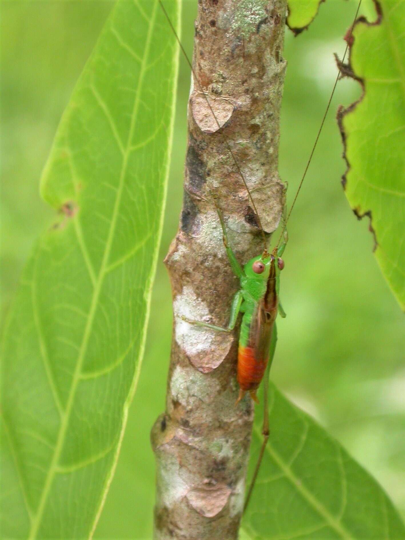 Слика од Conocephalus (Anisoptera) saltator (Saussure 1859)