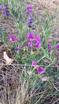 Image of bush vetchling