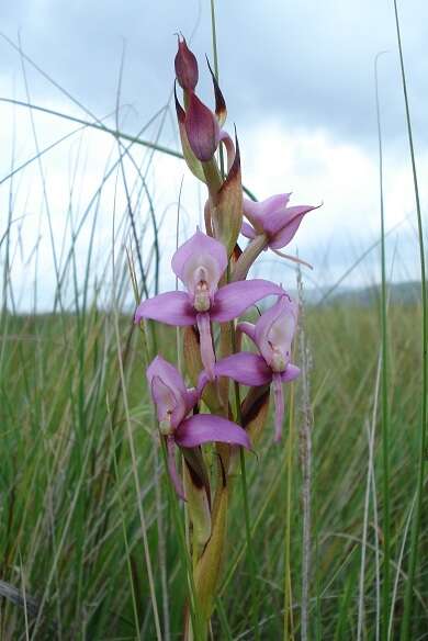 Image of Disa zuluensis Rolfe