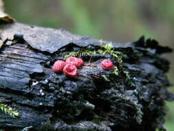 Image of Lycogala exiguum Morgan 1893