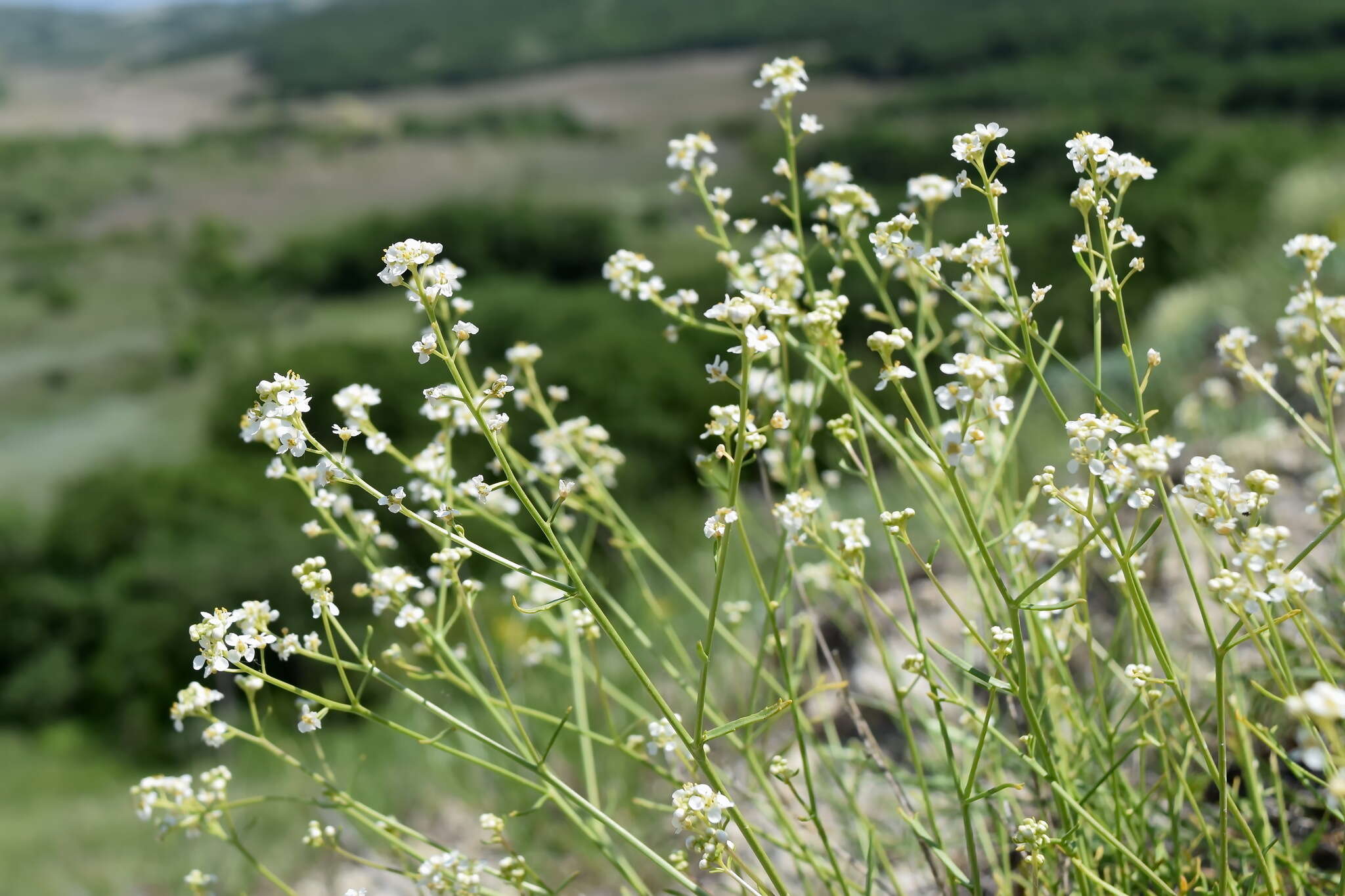 Image of Lepidium meyeri subsp. turczaninowii (Lipsky) Schmalh.