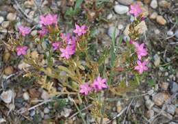 Image of Centaurium littorale subsp. compressum (Hayne) J. Kirschner