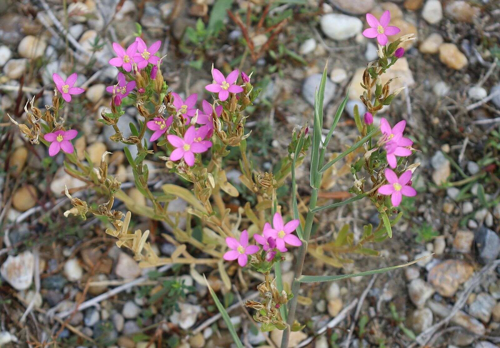 Image of Centaurium littorale subsp. compressum (Hayne) J. Kirschner