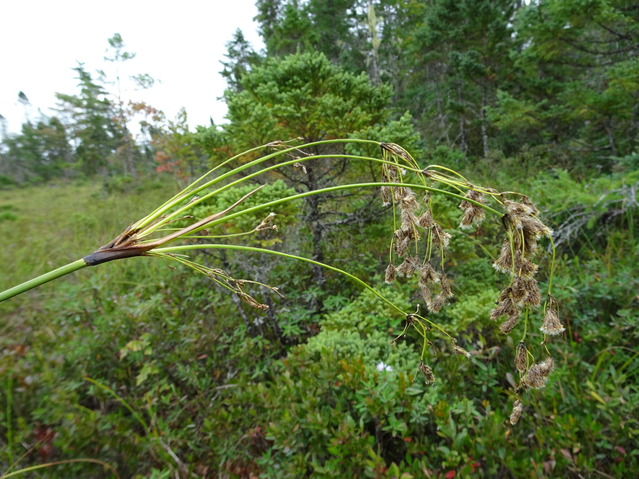 Image of Long's Bulrush