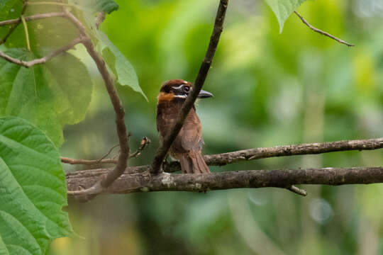 Image of Chestnut-capped Puffbird