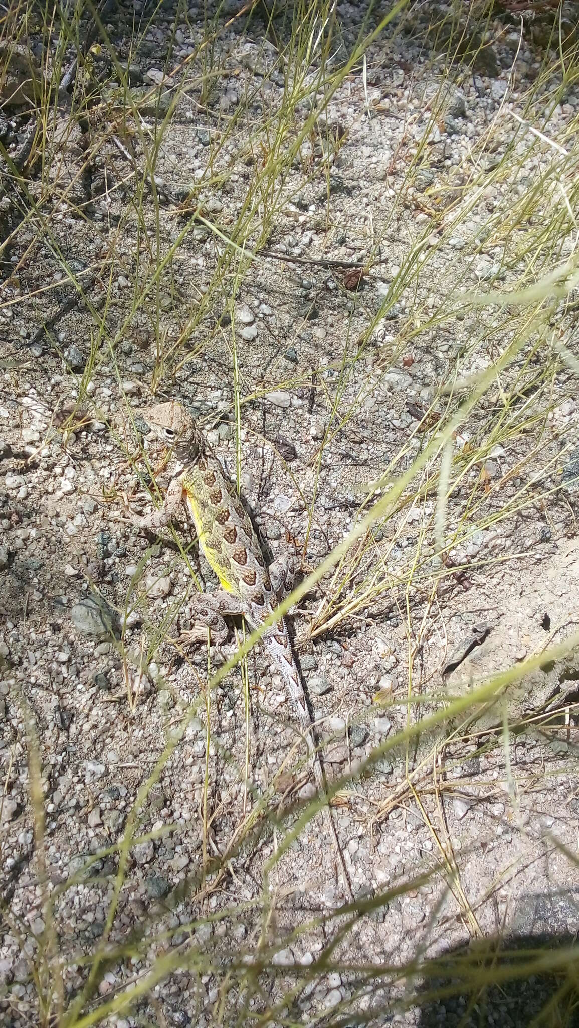 Image of Elegant Earless Lizard