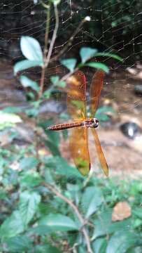 Image of Slough Amberwing