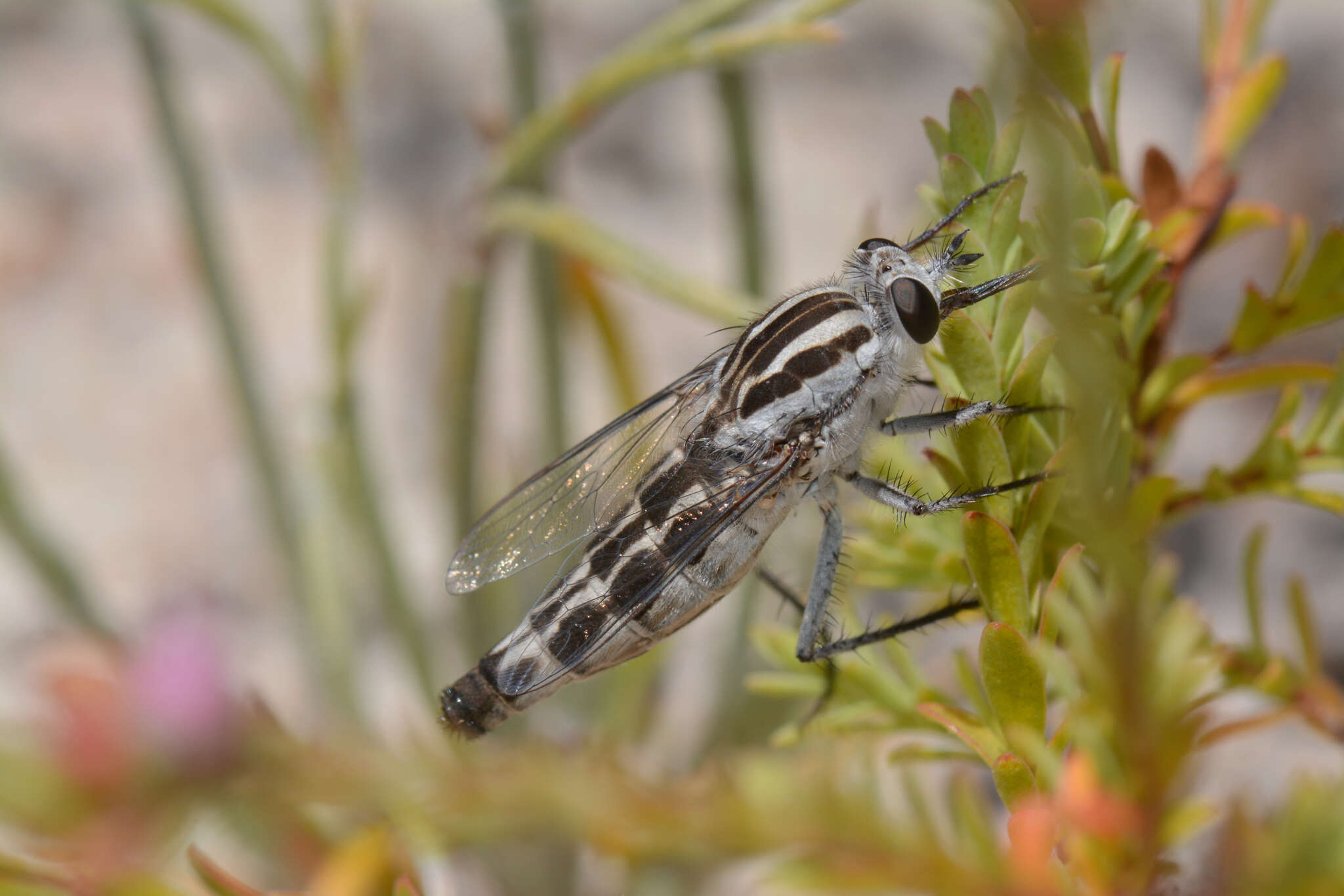 Plancia ëd Apiocera longitudinalis Paramonov 1953